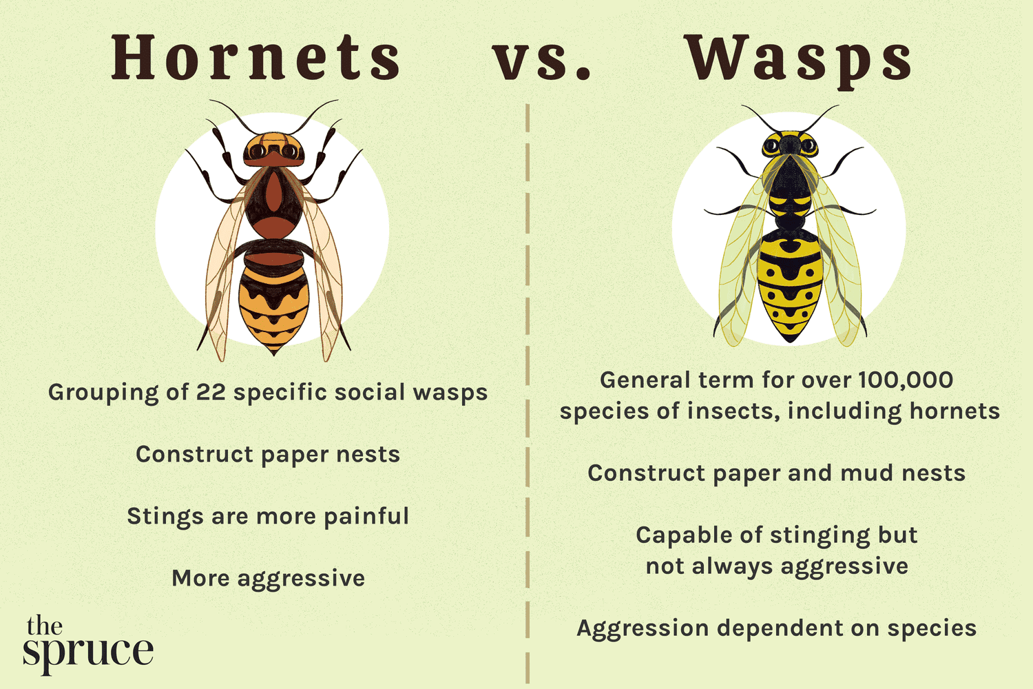 Texas Hornet vs. Other Wasps: How to Tell the Difference?