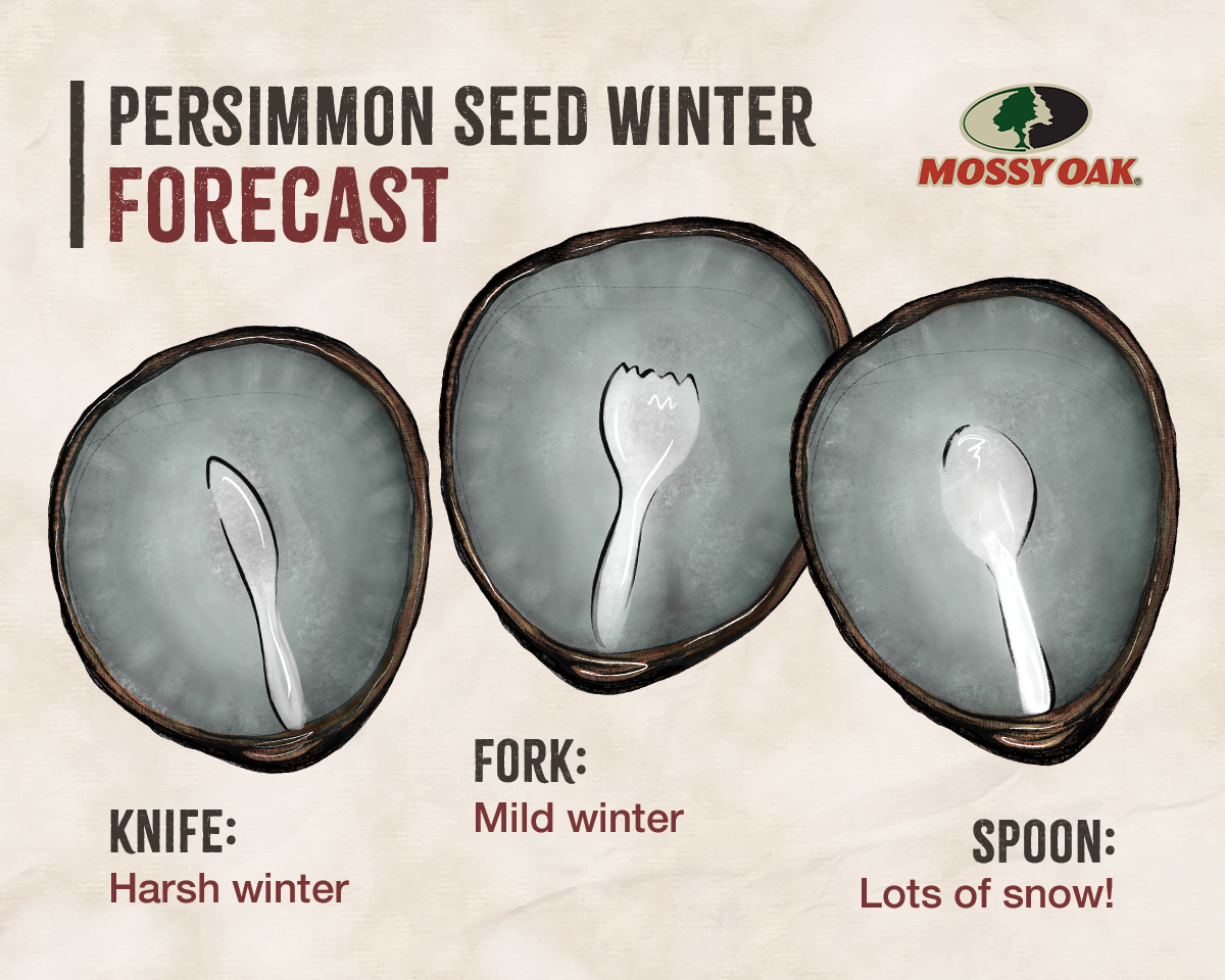 Does Predicting Weather with Persimmon Seeds Actually Work?