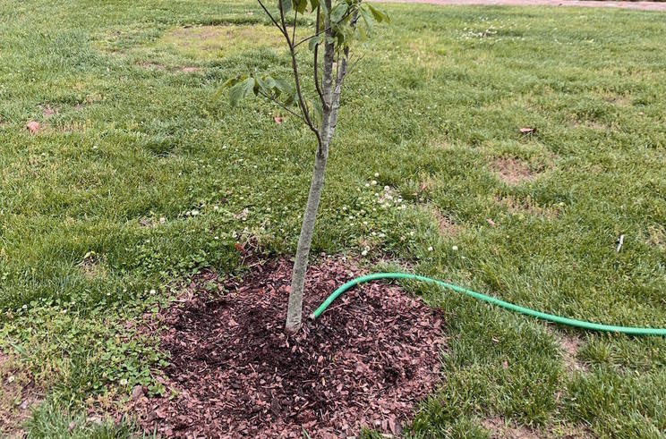 The Hidden Danger of Watering Old Trees in the Texas Heat