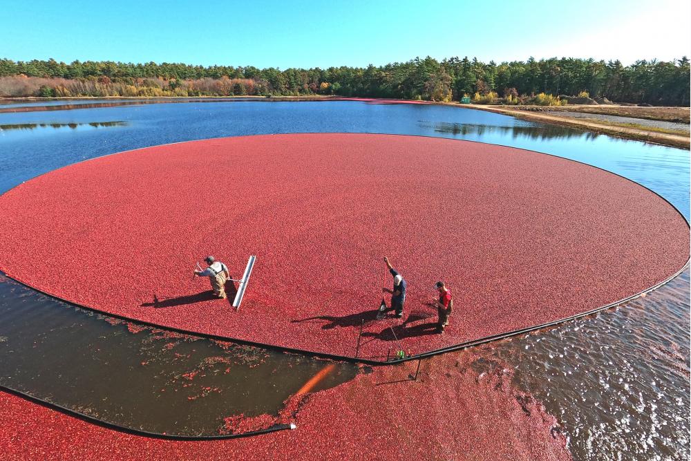 Checking the Great Lakes Cranberry Forecast: What It Means for Prices and Availability This Season