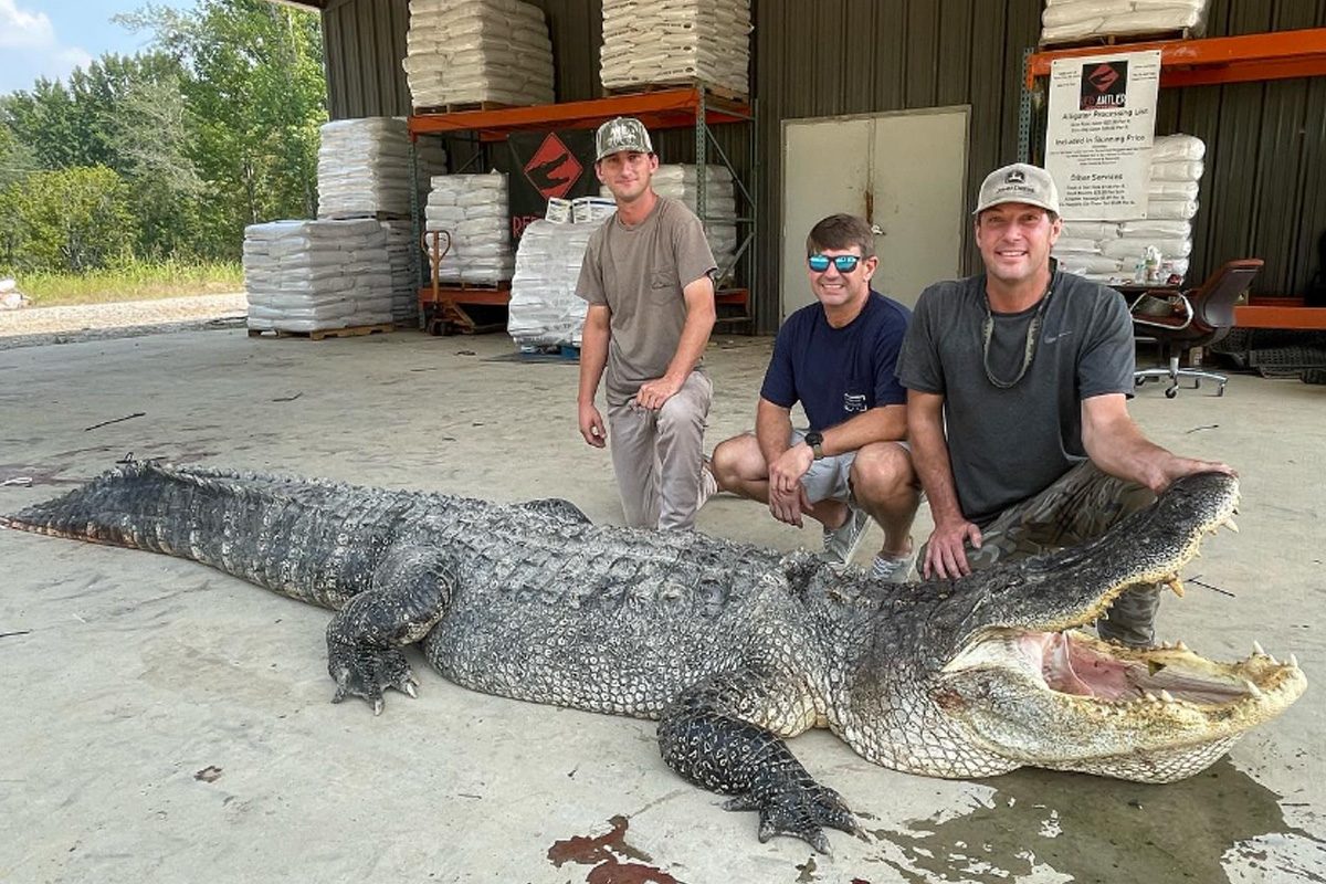 Alligator Hunting Season Updates: Stay on Top of the News