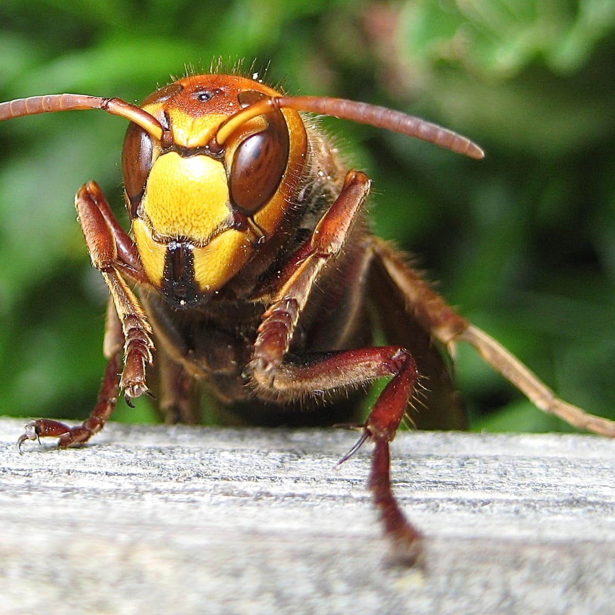 All About Texas Hornets (Facts and Tips for Identification)