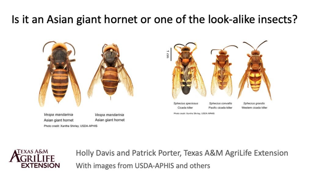 Texas Hornet vs. Other Wasps: How to Tell the Difference?