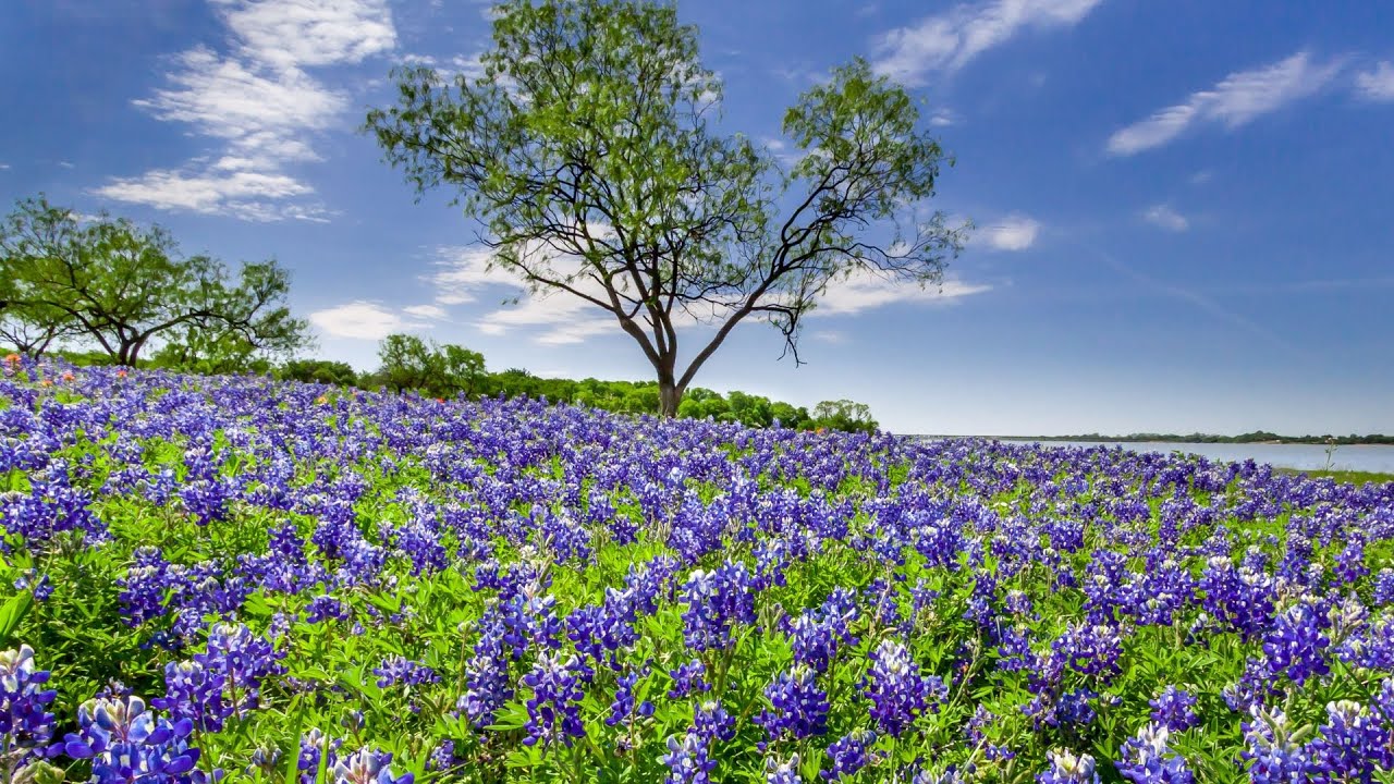 Discovering the Beauty: Exploring a Field of Bluebonnets