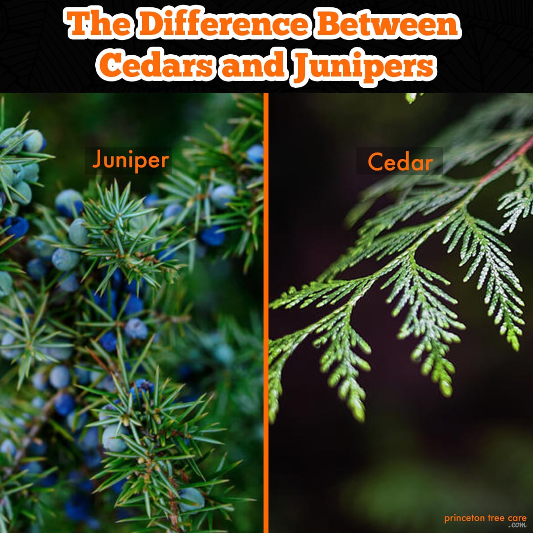 Juniper vs Cedar Tree: Leaves, Cones, and More