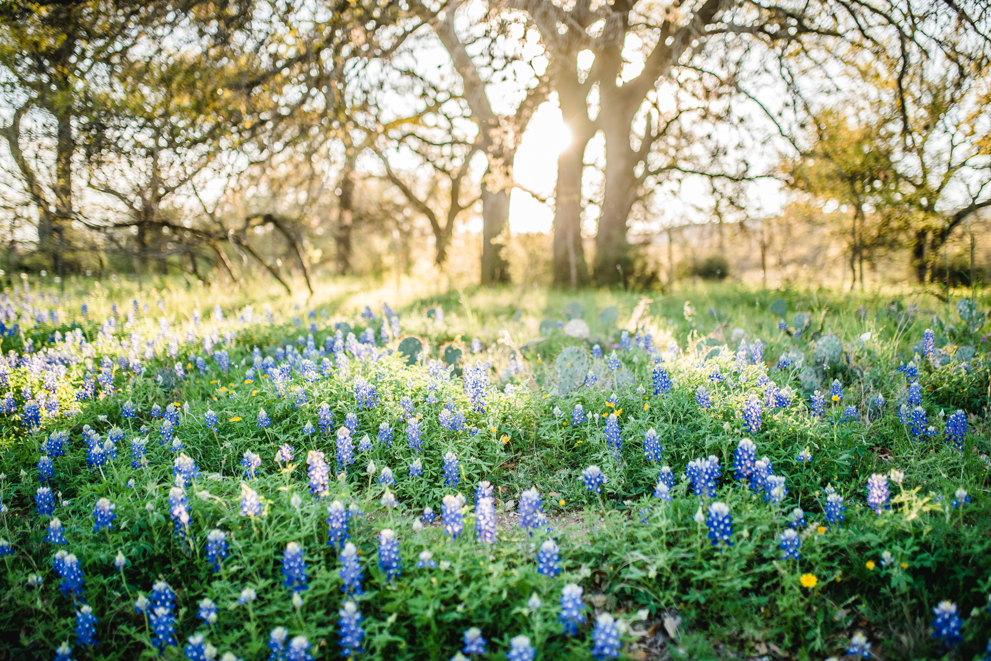 Experience the Beauty: Bluebonnet Drive in Texas Hill Country