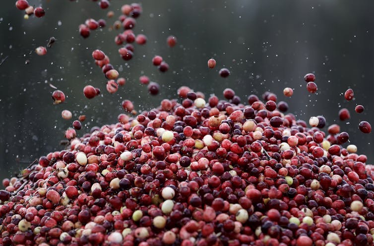 Checking the Great Lakes Cranberry Forecast: What It Means for Prices and Availability This Season