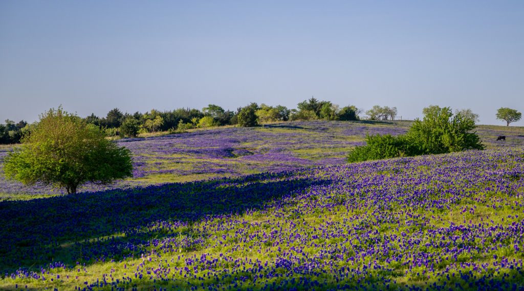 Discovering the Beauty: Exploring a Field of Bluebonnets