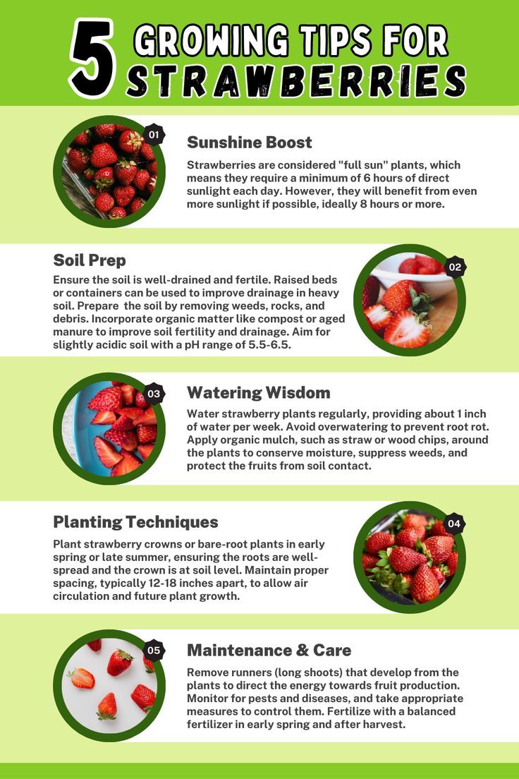 Growing Strawmelons: Tips and Tricks for Beginners