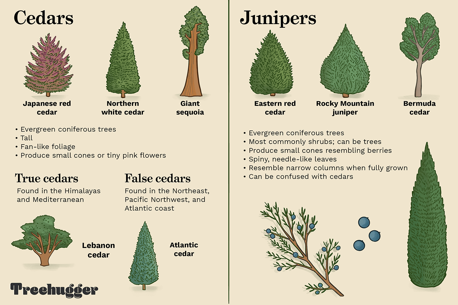 Juniper vs Cedar Tree: Leaves, Cones, and More