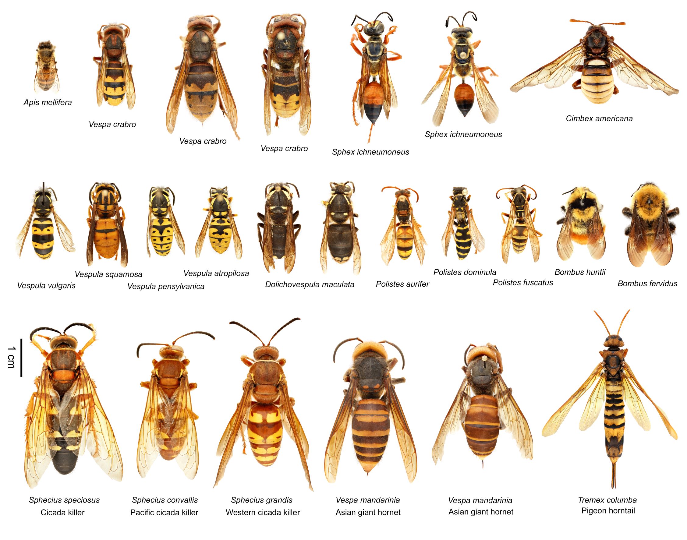 All About Texas Hornets (Facts and Tips for Identification)