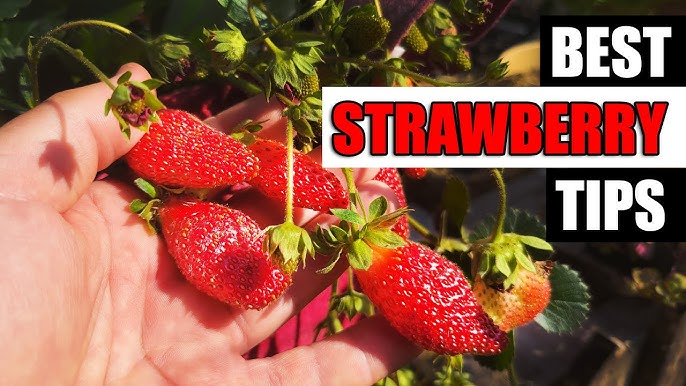 Growing Strawmelons: Tips and Tricks for Beginners